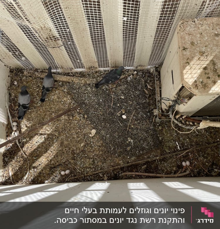 יונים וביצים ליד מזגן על רצפה מלוכלכת